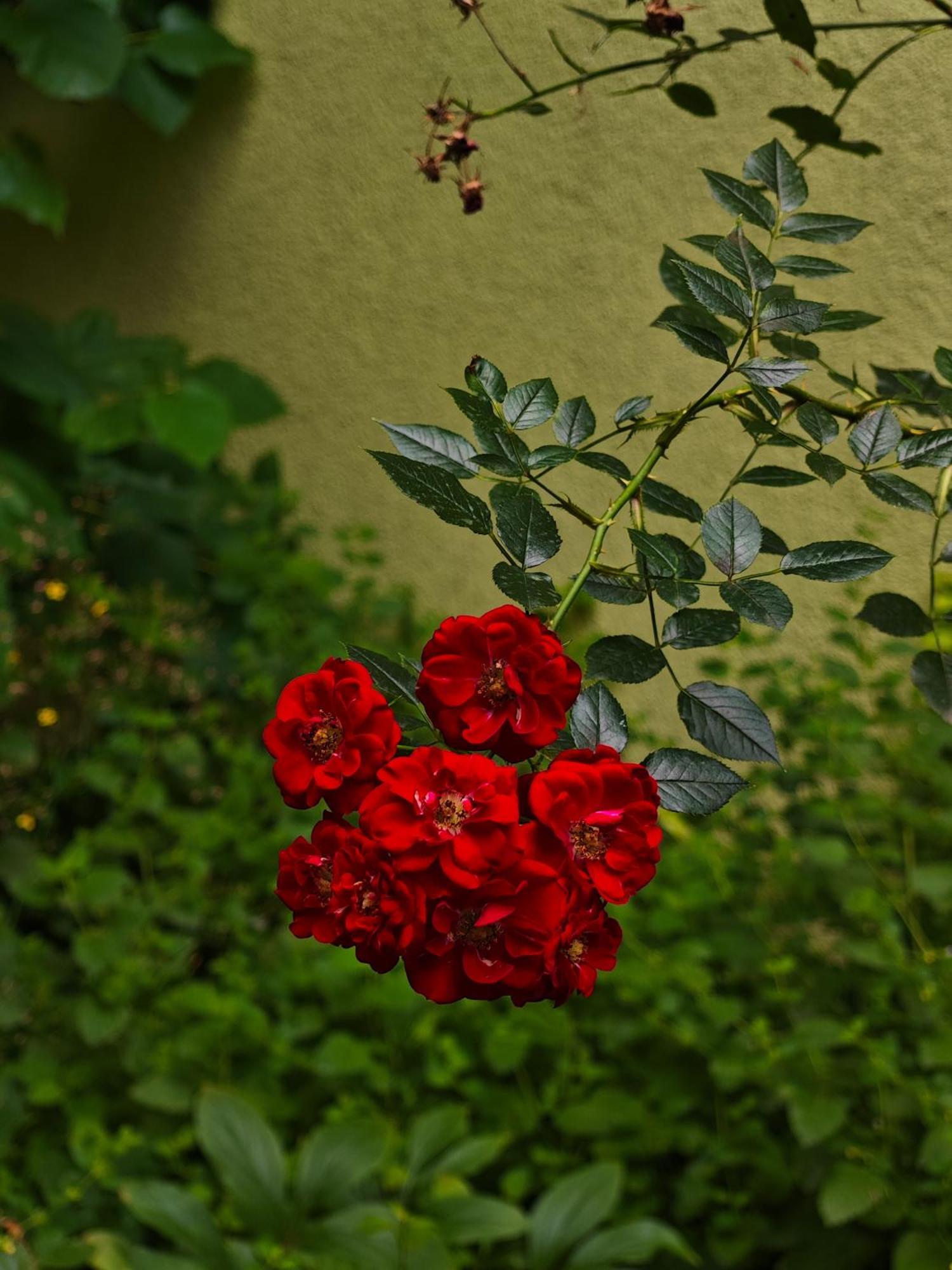 Vintage Room With Garden View ブラチスラヴァ エクステリア 写真