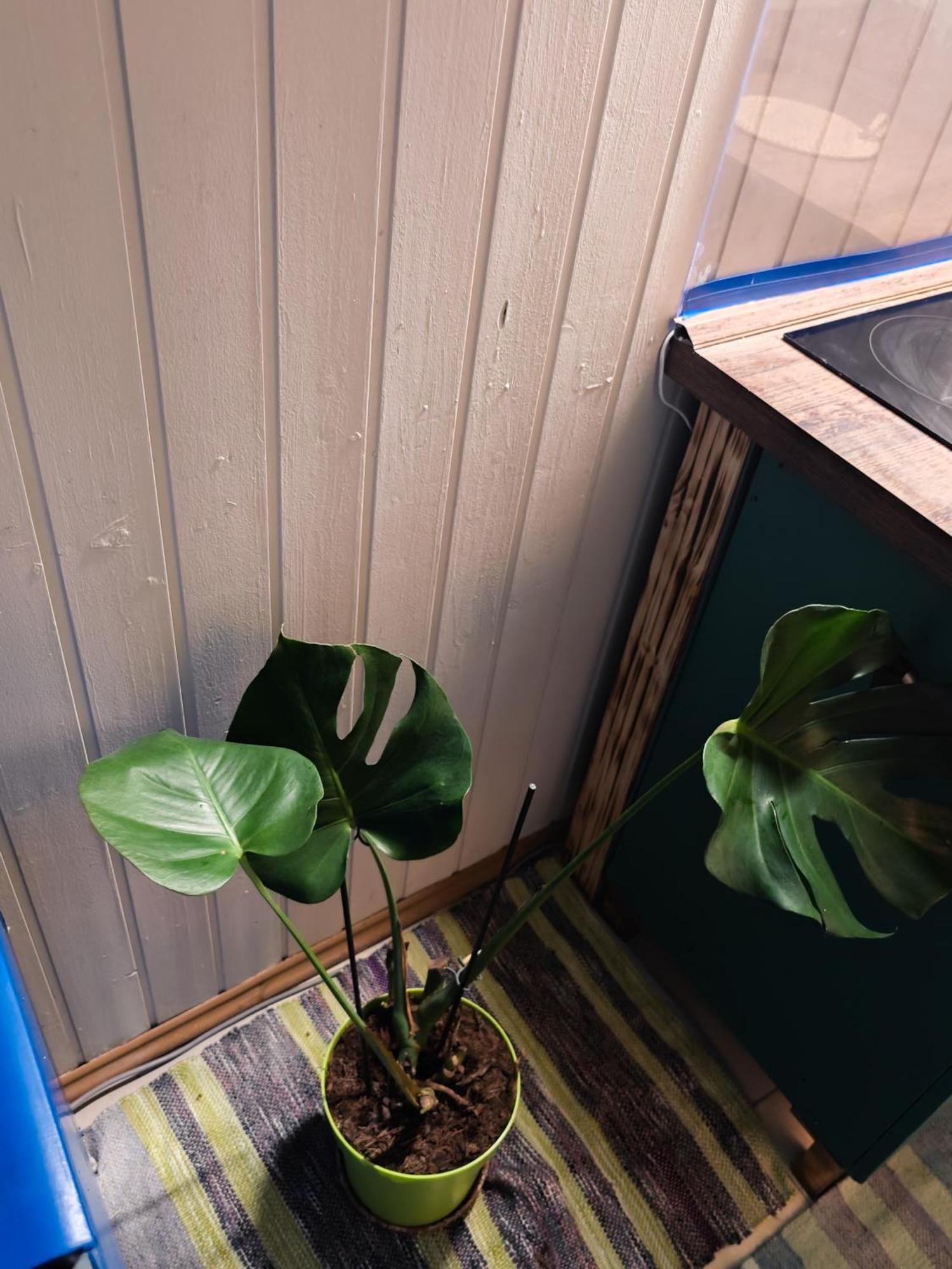 Vintage Room With Garden View ブラチスラヴァ エクステリア 写真